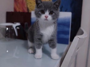 青岛哪里猫舍多