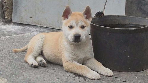 哪里的土狗最便宜