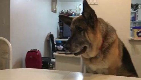 德国牧羊犬饿了怎么样