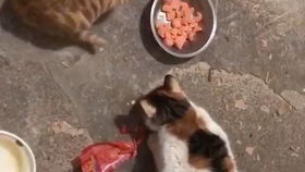 猫吃火腿肠吗