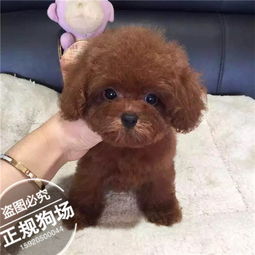 泰迪犬哪里买