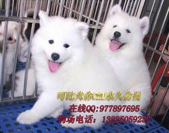 哪里可以买到萨摩耶犬