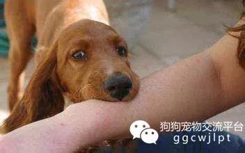 如何应对狗咬人