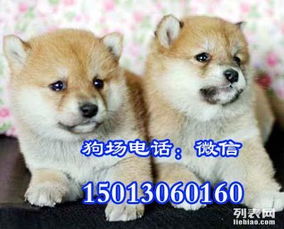 日本柴犬哪里纯种