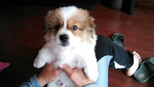 哪些串串犬好