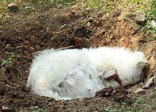 狗狗死亡后哪里火化