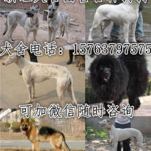 新乡市哪里卖狗