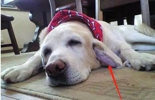 犬产后疾病有哪些症状