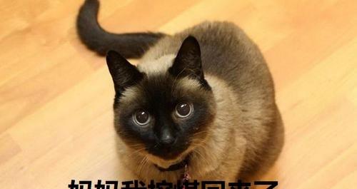暹罗猫有哪些猫
