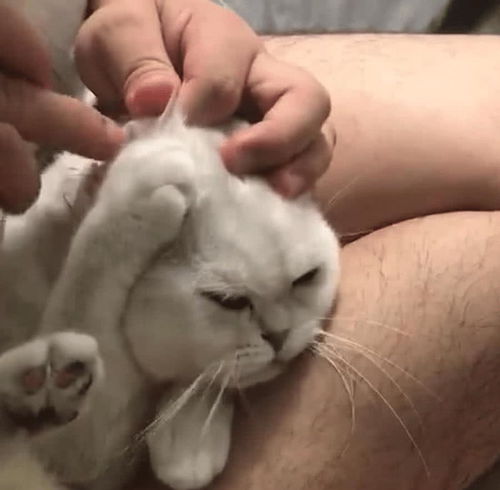 小猫多久掏一次耳朵