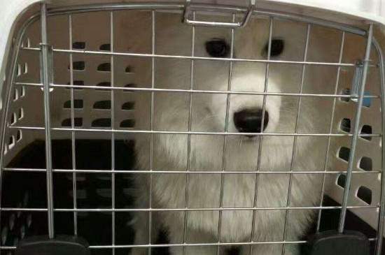 狗狗办理托运手续要多久