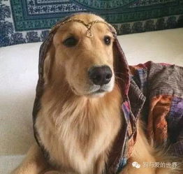 性格温顺的狗有哪些