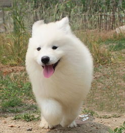 哪里卖萨摩耶幼犬