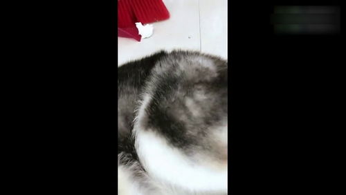 狗吃的止疼药有哪些