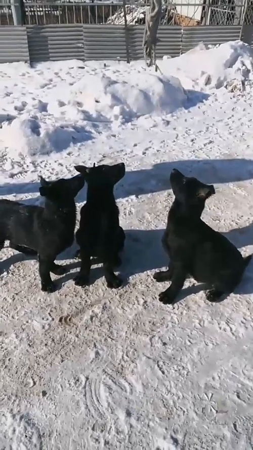 如何训练狗狗护卫