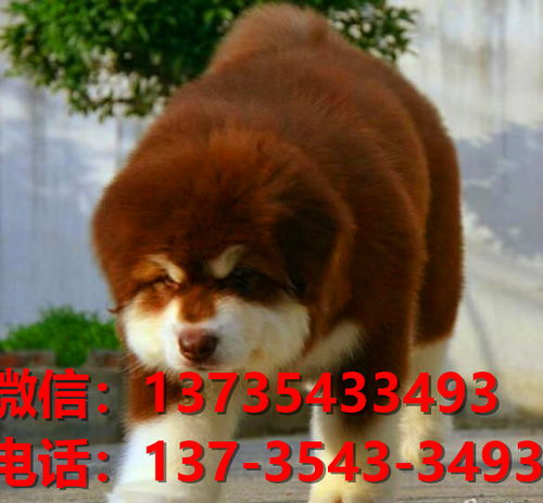 长沙哪里有卖狗的地方