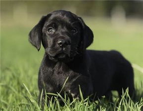 黑色拉布拉多犬怎么样