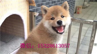 延安哪里卖秋田犬
