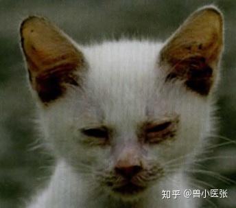 猫猫传染病有哪些