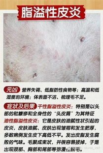 如何判断狗狗皮肤病