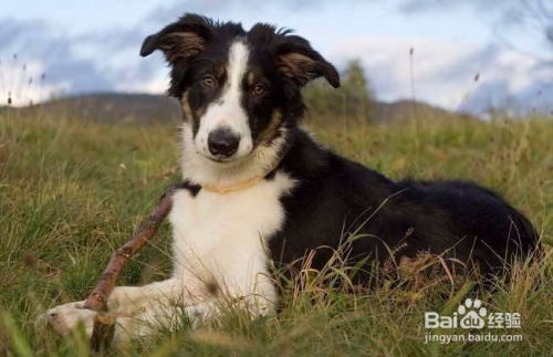 怎么样训教牧羊犬