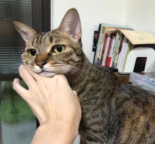 如何和小猫有缘