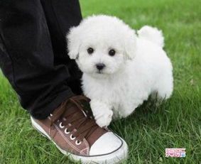 比熊犬和泰迪哪个听话