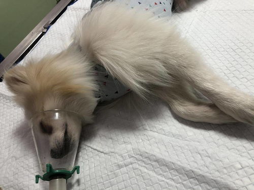 狗狗心衰能活多久