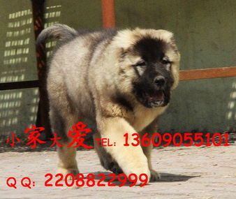 哪里有买纯种高加索犬