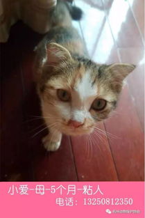 杭州哪里给猫打疫苗