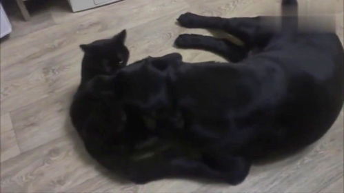 如何让猫毛色发亮
