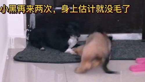狗多动症有哪些症状