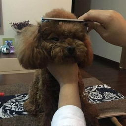 贵宾犬应该怎么样梳毛