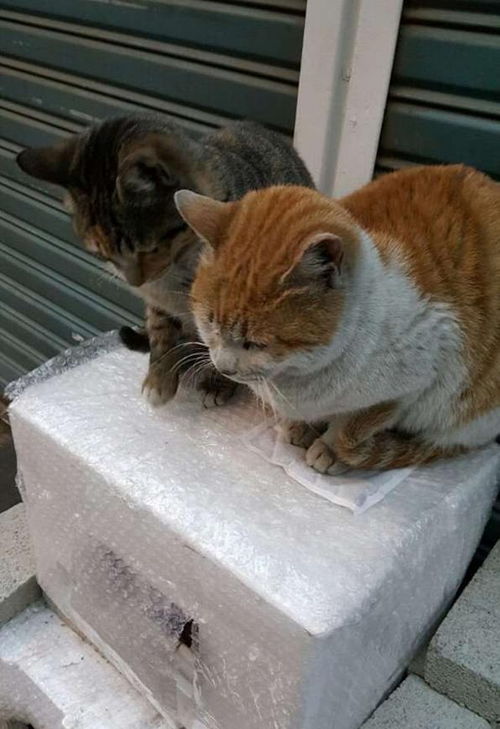 流浪猫喜欢在哪里