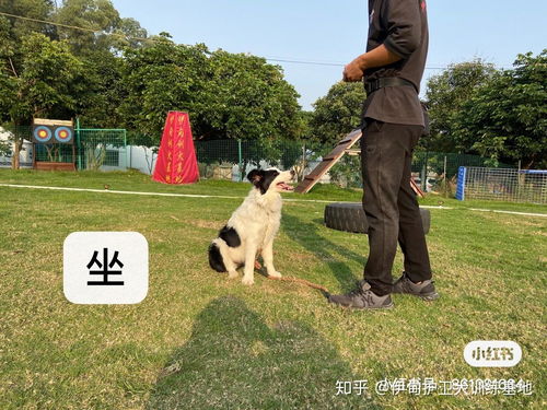 哪里有训狗的地方