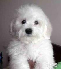 上海买小狗在哪里