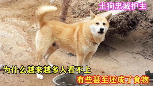 怎么样才能让土狗护主