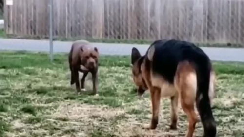 比特犬和德牧哪个好