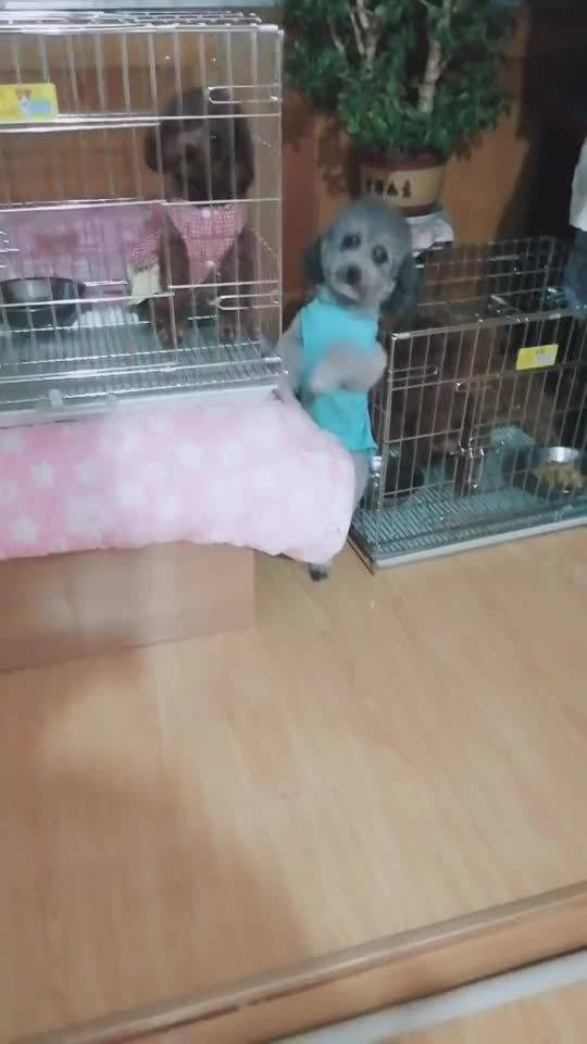 母狗反群多久能过去