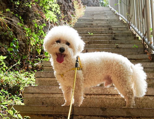 狗狗大概多久成年