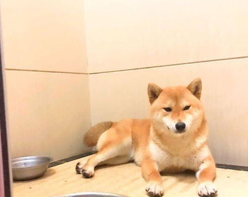 柴犬怀孕多久生小狗
