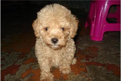 幼犬泰迪多久驱虫一次
