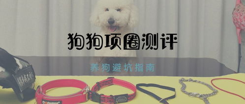 狗项圈哪个牌子好
