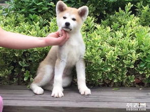 重庆哪里有秋田犬