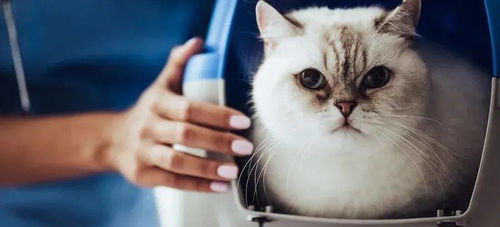 猫多久可以打狂犬疫苗