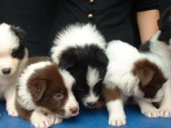 重庆哪里可以买边牧犬