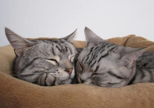 猫多久吃一次虾仁