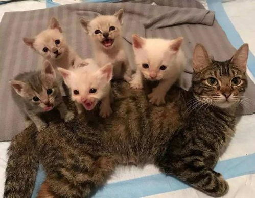 哪里可以给猫咪配种