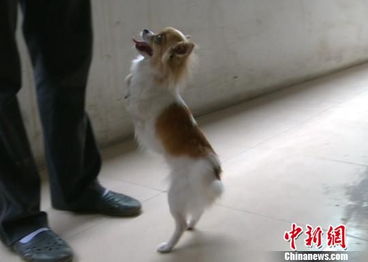 狗狗直立行走训练多久
