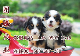 在广州哪里能买到狗狗